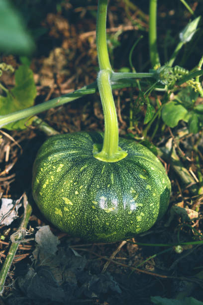 Growing green fresh pumpkin in Indian field