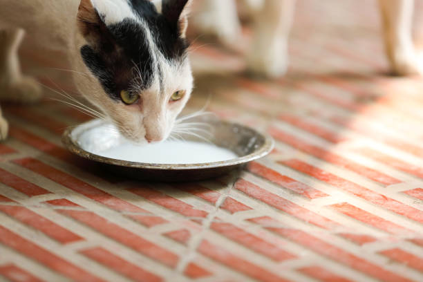 Little cat drinks milk from bowl