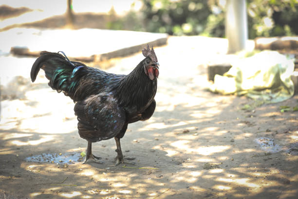 istock Indian breed black chicken or rooster in a farmyard 1368883496
