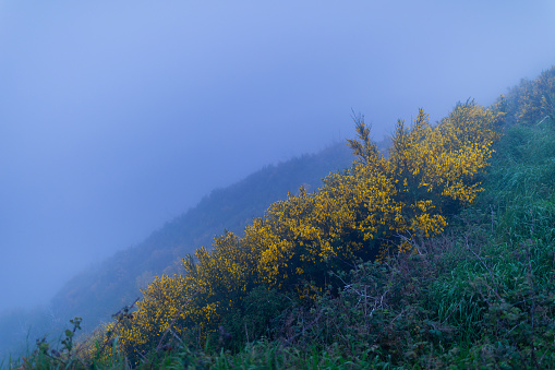 This November 2021 photo shows a fog-covered hillside on the western end of Te Whakaraupō Lyttelton Harbour in Aotearoa New Zealand. Yellow, native kōwhai flowers are in focus. This photo was taken from a popular viewpoint in Horomaka Banks Peninsula on a day where the view was less than ideal. The area is part of the city of Ōtautahi Christchurch.
