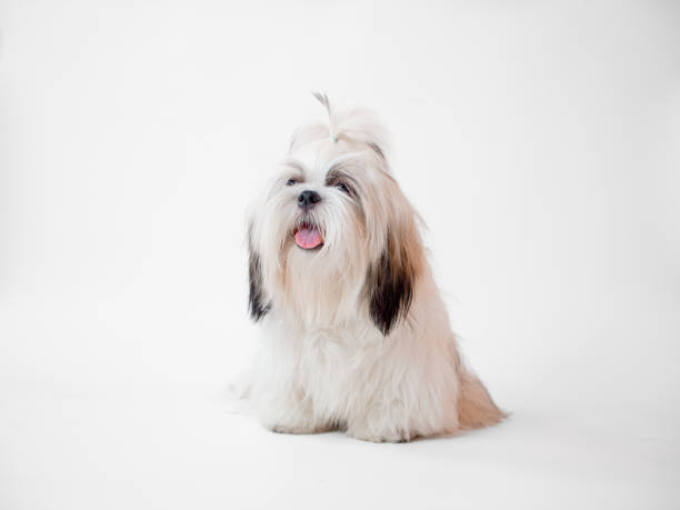 istock Shih Tzu puppy dog sitting on white background 1368884480