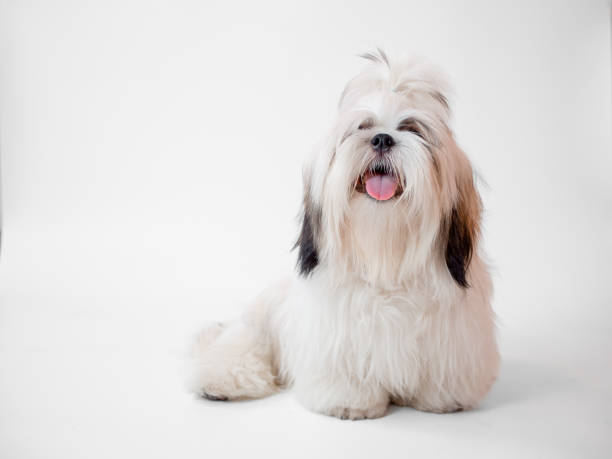 istock Shih Tzu puppy dog sitting on white background 1368884482
