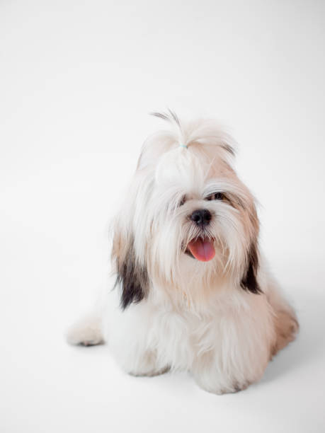 istock Shih Tzu puppy dog sitting on white background 1368884484
