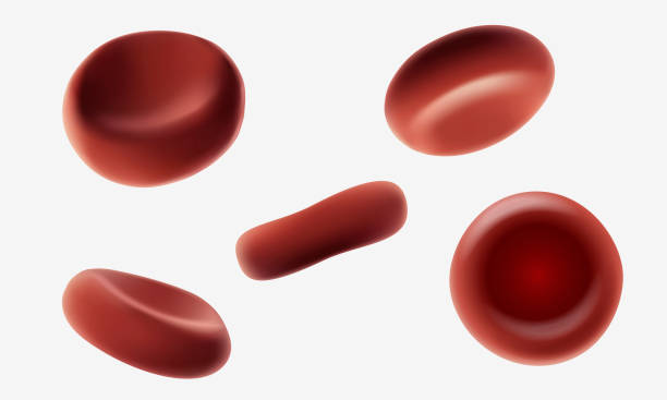 istock Red human blood cells erythrocytes flowing macro close up 3d realistic medical vector illustration. Isolated various angles on white background 1368886663