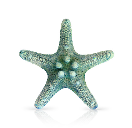 Green Starfish on White Background with Shadow and Reflection