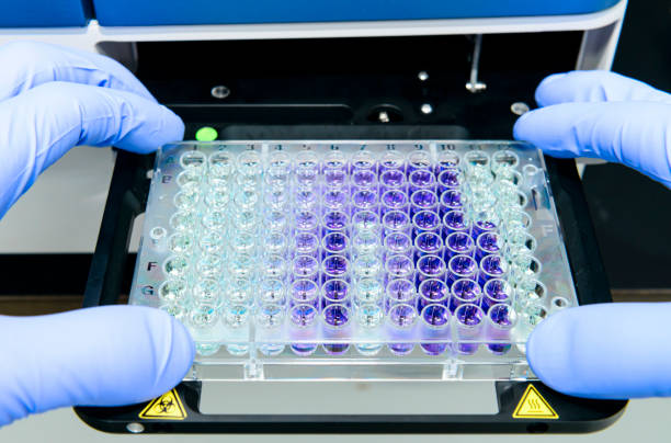 Scientist is putting 96 well micro plate into plate reader instrument stock photo