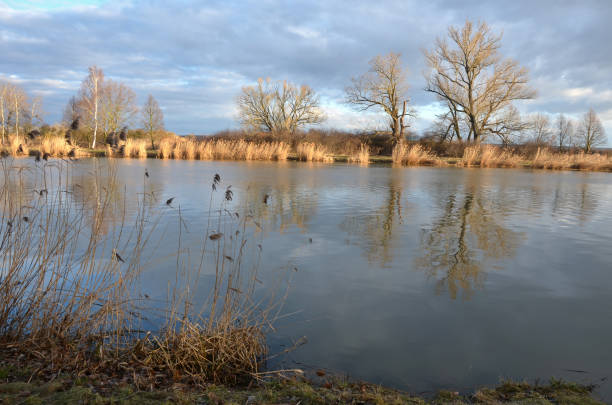 istock Black poplar near a large river in the evening reflections on the water surface has a distinct habitus black,  poplar. sunny day, riverside, riverbank in winter 1368888212