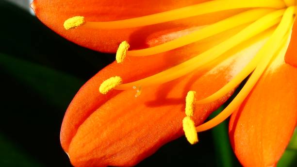 istock Close shot: Beautiful clivia red petals and yellow stamens 1368888365