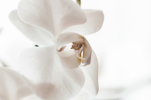 Close up of white orchidea