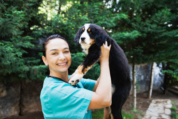 hospital de animales - doctor dog portrait animal hospital fotografías e imágenes de stock