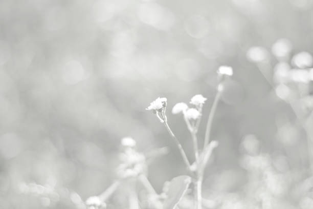 istock White nature background in vintage style for graphic design or wallpaper 1368889536