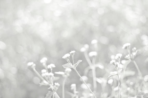 istock White nature background in vintage style for graphic design or wallpaper 1368889559
