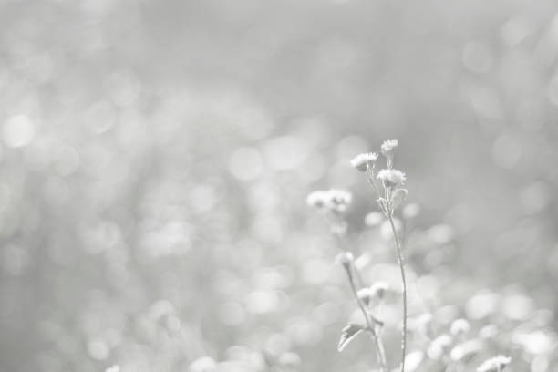 White nature background in vintage style for graphic design or wallpaper. A field of flowers blooming on a rural farm in winter. Meadow landscape in the morning with fog and cold.