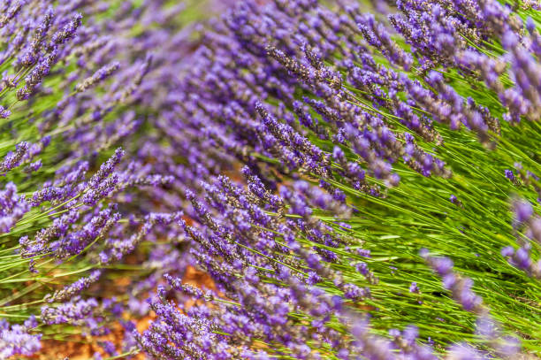 istock Lavender fields in Southern France 1368890582