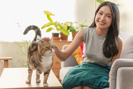 Beautiful young Asian woman grooming a cute cat with brush. Happy teenage girl enjoying and playing with her cat at home.