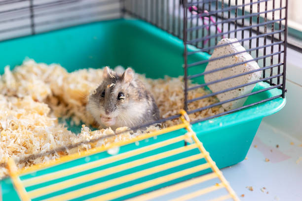 istock Funny hamster peeking out of cage, selective focus 1368891684