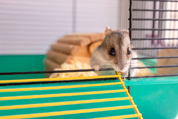 istock Funny hamster peeking out of cage, selective focus 1368891707