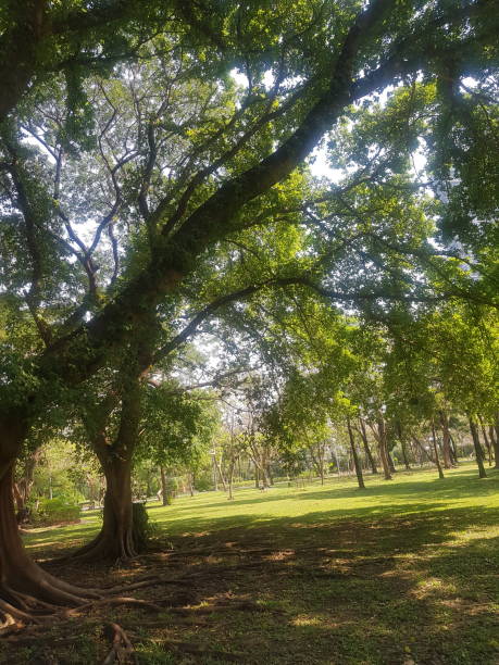 istock View of a park in Bangkok 1368893356