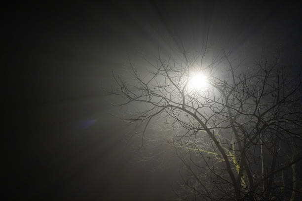 istock Spooky or scary light or lamp shining through foggy night and through some tree branches with leaves. 1368894467