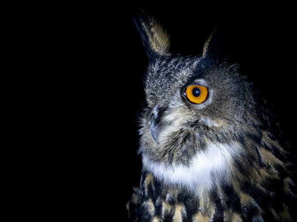 istock owl portrait looking at you isolated on black 1368895011