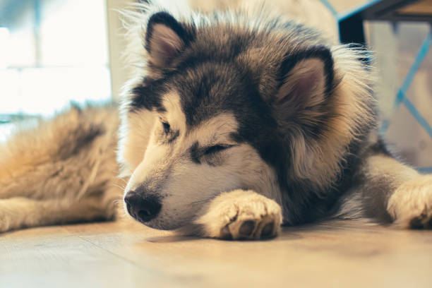 istock Alaskan Malamute sleeping on the floor 1368895025