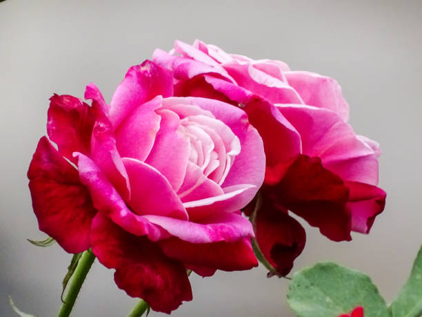The new life has just been born and has made its beginnings. The natural phenomenon is going to take place.The pale pink rose symbolises gratitude, grace, and joy . It suggests gentleness. Pink rose is a token of admiration when given to someone. It is also a symbol of elegance and grace. A bouquet of pink roses creates a bright spot in a special someone's day. The rose is the queen of flowers. The pale pink roses are blooming and displaying their beauty and majesty.