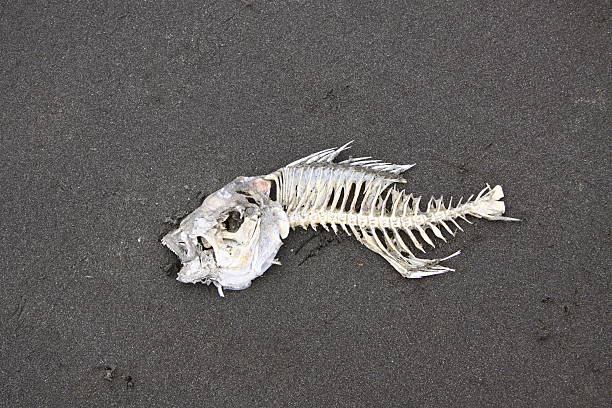 Fisch Knochen – Foto