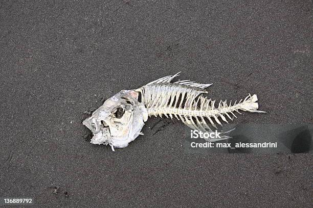 Espinhas De Peixe - Fotografias de stock e mais imagens de Animal morto - Animal morto, Ao Ar Livre, Areia