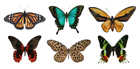 Conjunto de hermosas mariposas sobre fondo blanco photo