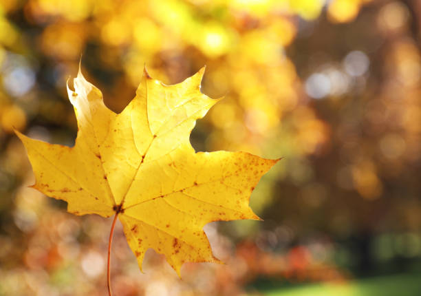 Golden leaf against autumn park, closeup. Space for text