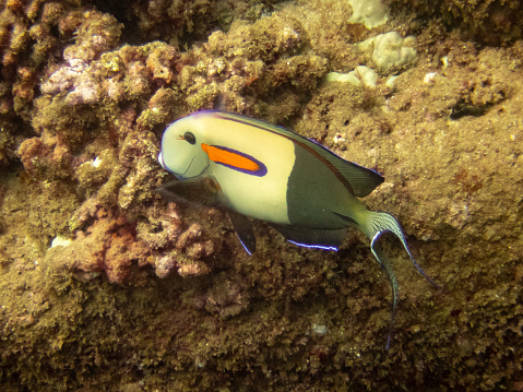 An orange-band surgeonfish on the reef near the coast of Hawaii