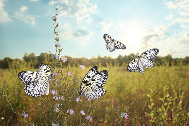 istock Green field with beautiful butterflies in morning 1368902182