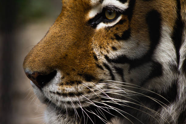 프로필에서 호랑이 클로즈업의 아름다운 얼굴 - tiger zoo animal awe 뉴스 사진 이미지