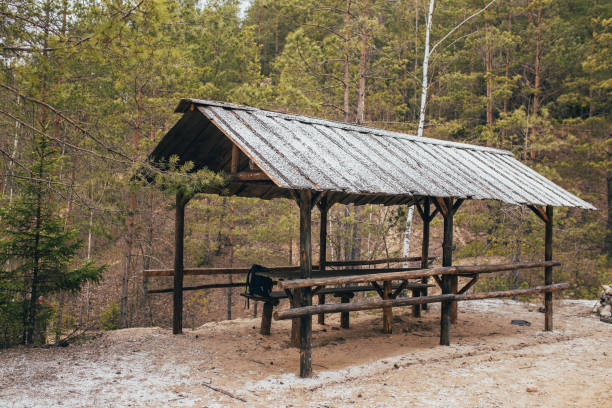 istock An open canopy in the forest of logs 1368902574