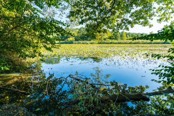 germany, dreamy natural lake water and birds between green leafes and tree in nature landscape outdoors on sunny day - leafes imagens e fotografias de stock