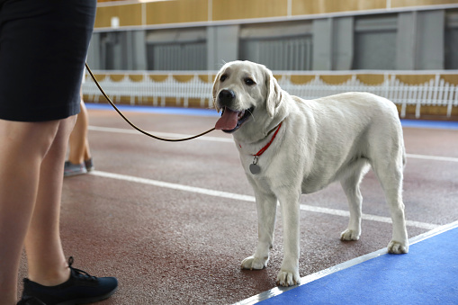 Owner with adorable Labrador Retriever indoors at dog show, closeup