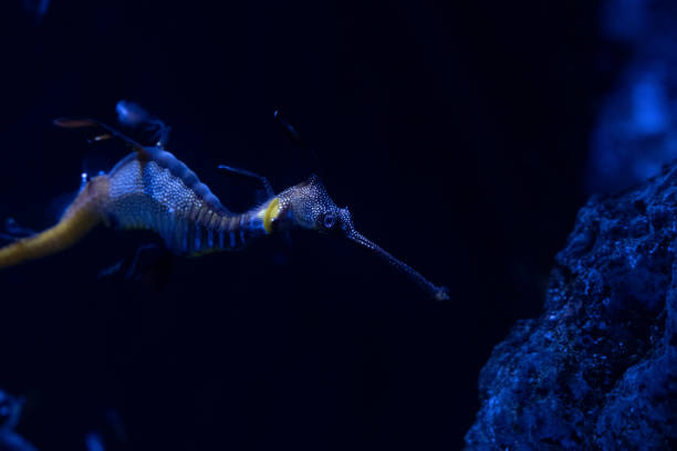 istock Sea Horse 1368905046