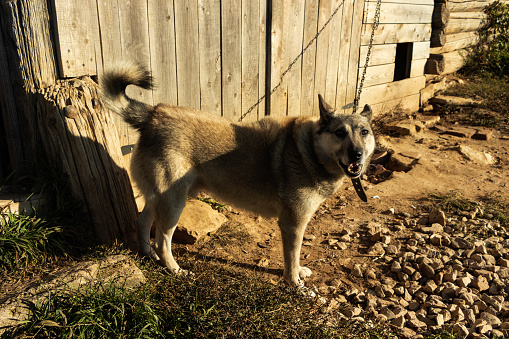 A barking dog stands near its kennel. Photo taken in the village of Filippovka, Kurgursky District, Perm Territory, Russia.