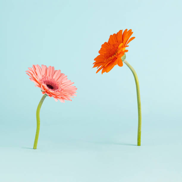 Creative concept with colorful fresh flowers against light blue background. Minimal nature or love concept.