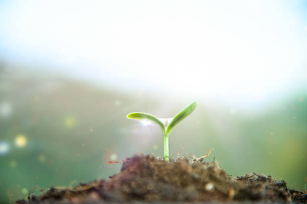 成長する小さな植物 - 発芽　　芽が出る ストックフォトと画像