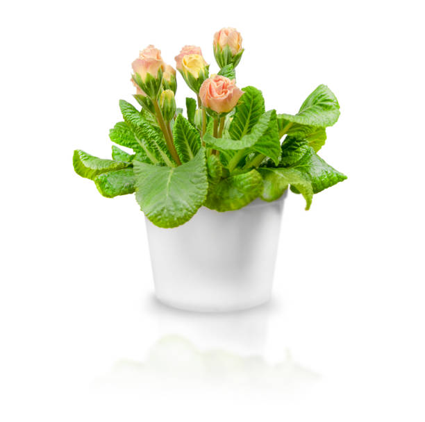 Flower Pot Isolated on White Background