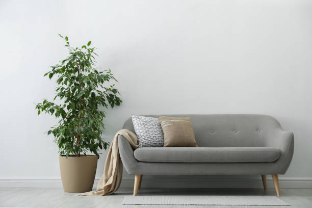 istock Grey sofa with pillows and beautiful houseplant in stylish living room interior 1368908708