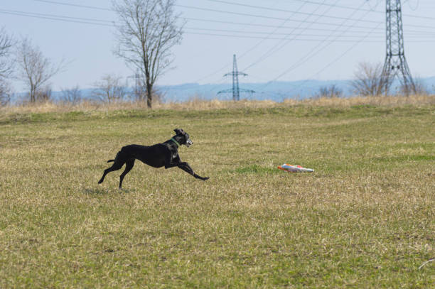 istock hortaya borzaya dog running in fields at spring season while doing coursing 1368908838
