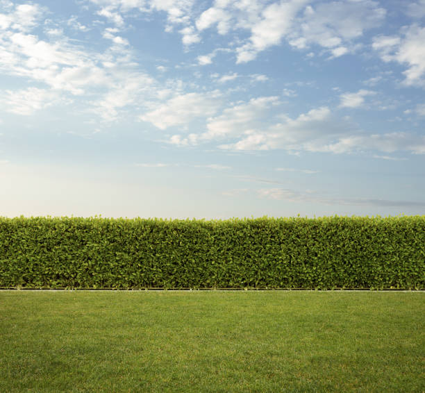 back yard, nice trimmed  hedge fence on the grass with copy space - formele tuin fotos stockfoto's en -beelden