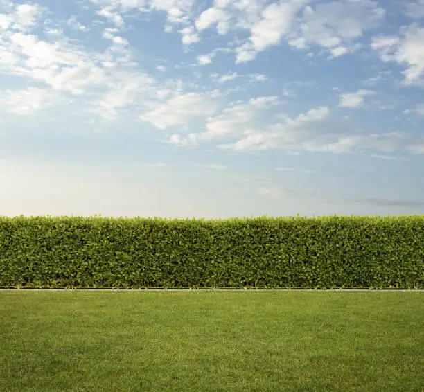 Backyard, close up of trimmed hedge fence on the grass with copy space