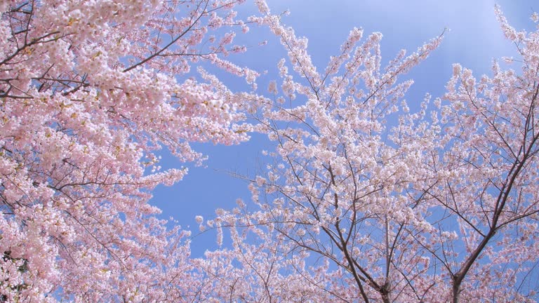 Tableau japonais avec fleur de cerisier rose sakura - Modèle 1 