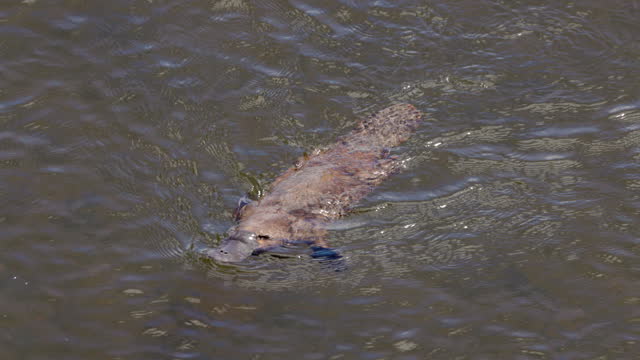 slow motion high angle tracking shot of a platypus approaches on the mersey rive