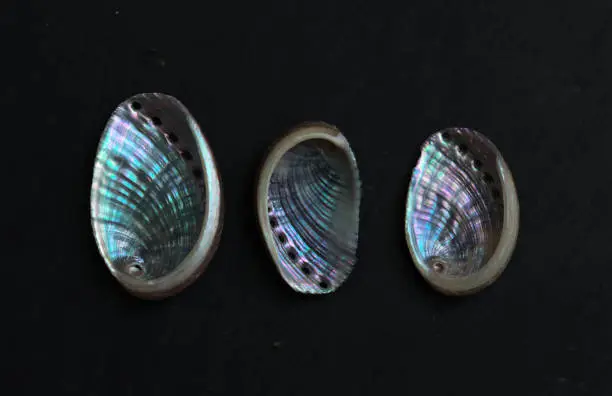Fauna of Atlantiic ocean around Gran Canaria - shells of Haliotis tuberculata coccinea, green ormer