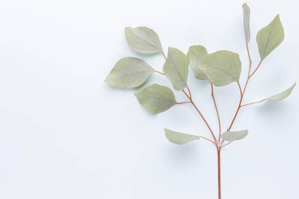 istock Eucalyptus composition. Pattern made of various colorful flowers on white background. Flat lay stiil life. 1368913384