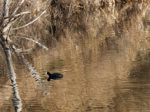 istock detail of Eurasian coot on the lake 1368913402